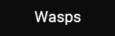 bt2_wasps